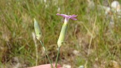 Dianthus caryophyllus