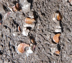 Lithophaga lithophaga