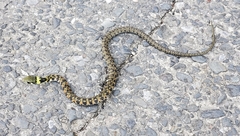 Rhabdophis tigrinus tigrinus