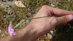 Dianthus caryophyllus