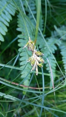 Carex brizoides