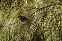 Plectorhyncha lanceolata