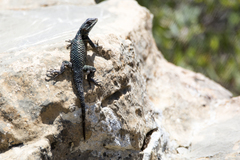Sceloporus minor