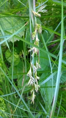 Carex brizoides