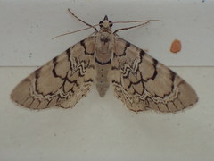 Eupithecia venosata