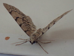 Eupithecia venosata