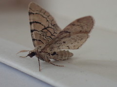 Eupithecia venosata