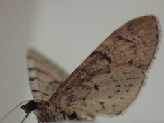Eupithecia venosata