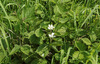 Rubus × idaeoides - Photo (c) Sergey Mayorov, some rights reserved (CC BY-NC), uploaded by Sergey Mayorov