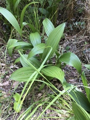 Veratrum fimbriatum