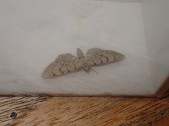 Eupithecia venosata