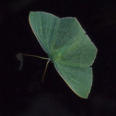 Pelagodes antiquadraria