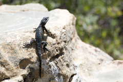 Sceloporus minor