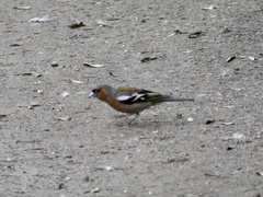 Fringilla coelebs
