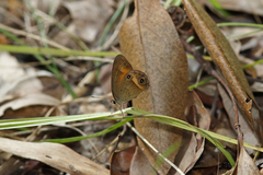 Hypocysta irius