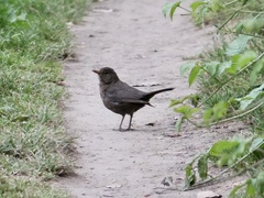 Turdus merula