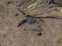 Pehuenche Spiny-Chest Frog photo 3