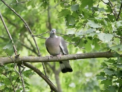 Columba palumbus