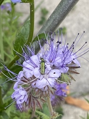 Oedemera nobilis