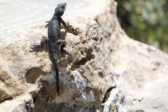 Sceloporus minor