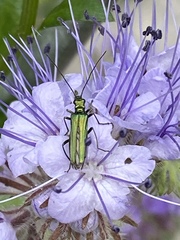 Oedemera nobilis