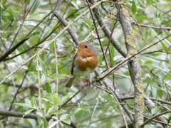 Erithacus rubecula
