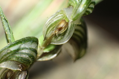 Pterostylis orbiculata