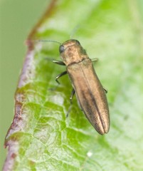 Agrilinae