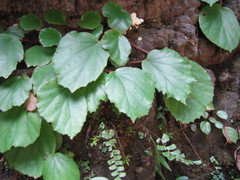 Begonia leprosa