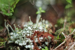 Cladonia concinna