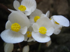 Begonia leprosa