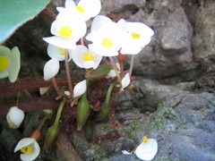 Begonia leprosa