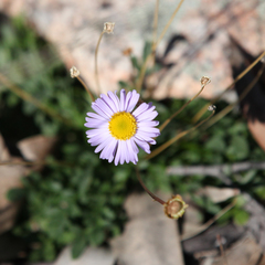 Brachyscome multifida