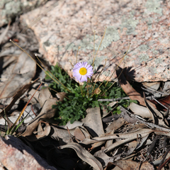 Brachyscome multifida
