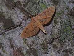 Tatobotys janapalis