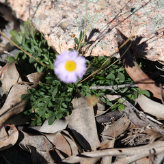Brachyscome multifida