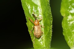 Dorytomus longimanus