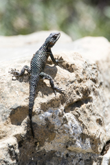 Sceloporus minor