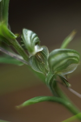 Pterostylis orbiculata