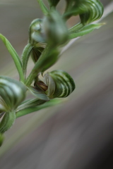 Pterostylis orbiculata