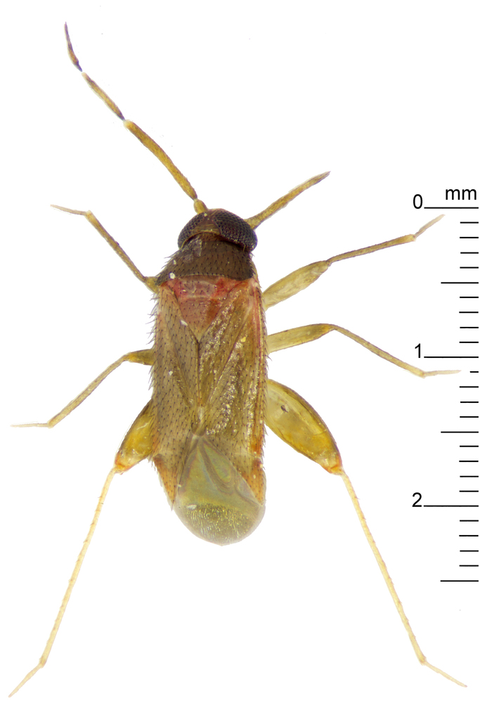 Psallopini
