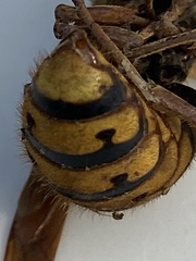 Vespa crabro