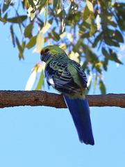 Platycercus elegans flaveolus