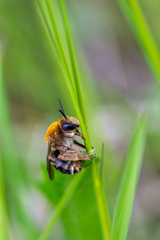 Eucera longicornis