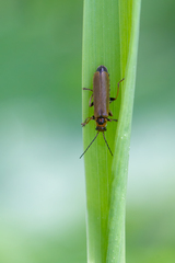 Cantharis figurata