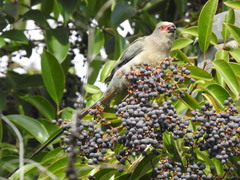 Urocolius indicus transvaalensis