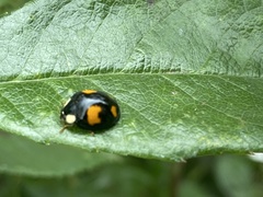Harmonia axyridis