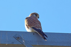 Falco cenchroides cenchroides