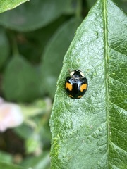 Harmonia axyridis