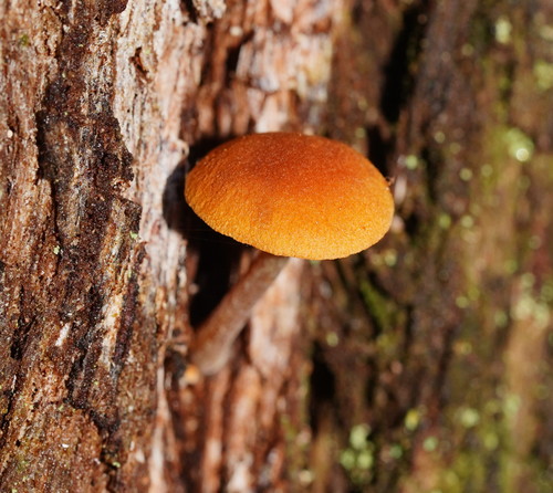 Gymnopilus eucalyptorum